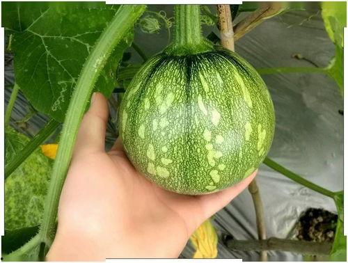 小艳吃瓜,揭秘娱乐圈那些不为人知的幕后故事