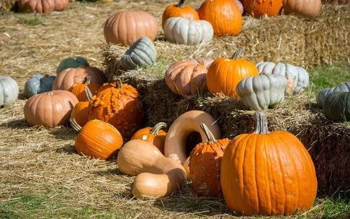 牧民吃的瓜,探寻牧民生活中的甜蜜滋味