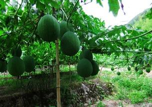 吊瓜怎么剁碎吃,家常美味轻松享