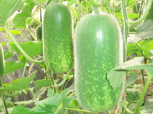 瓜哥吃瓜名画图片大全,名画中的趣味瞬间大盘点