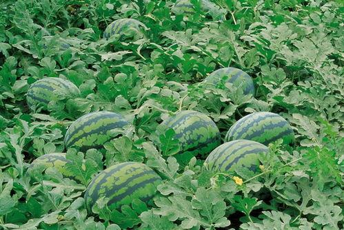 西蒙神奇车库吃瓜