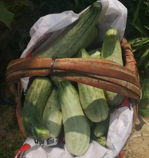 广西带货吃瓜,吃瓜群众变身购物达人