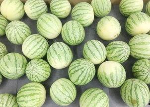 真实吃瓜的视频,一场视觉盛宴背后的真实故事