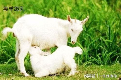 小羊崽吃瓜,小羊崽的夏日瓜趣之旅