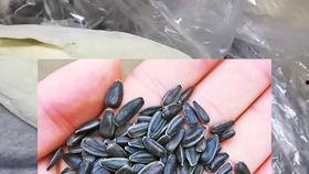 瓜子的吃瓜日常,揭秘娱乐圈幕后故事