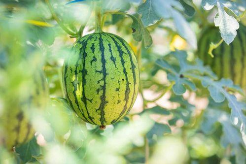 河北农大表白墙吃瓜,一场校园吃瓜盛宴